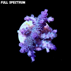Bild zu SciReef Acropora kenti 