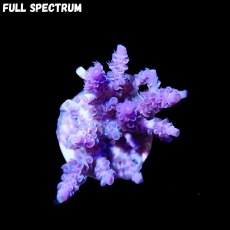 Bild zu SciReef Acropora kenti 