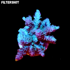 Bild zu SciReef Acropora kenti 