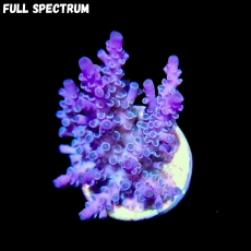 Bild zu SciReef Acropora kenti 