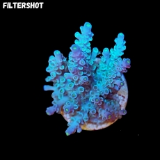 Bild zu SciReef Acropora kenti 