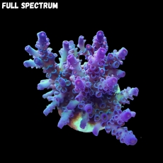 Bild zu SciReef Acropora kenti 