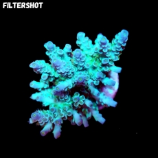Bild zu SciReef Acropora kenti 
