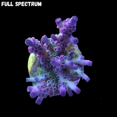 Bild zu SciReef Acropora kenti 