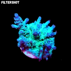 Bild zu SciReef Acropora kenti 