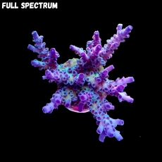 Bild zu SciReef Acropora kenti 