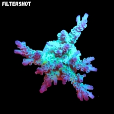 Bild zu SciReef Acropora kenti 