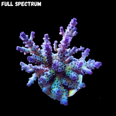 Bild zu SciReef Acropora kenti 