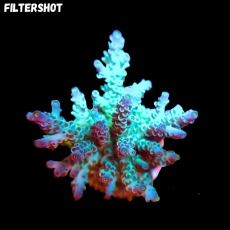Bild zu SciReef Acropora kenti 