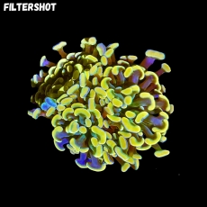 Bild zu MM Fimbriaphyllia (Euphyllia) paraancora 