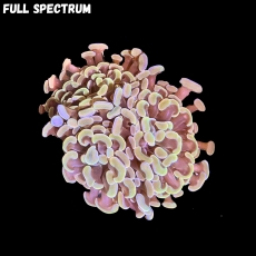 Bild zu MM Fimbriaphyllia (Euphyllia) paraancora 