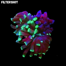 Bild zu MM Fimbriaphyllia (Euphyllia) paraancora 