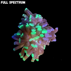 Bild zu MM Fimbriaphyllia (Euphyllia) paraancora 