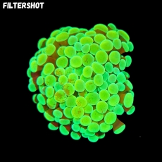 Bild zu MM Fimbriaphyllia (Euphyllia) baliensis 