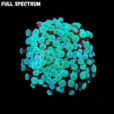 Bild zu MM Fimbriaphyllia (Euphyllia) baliensis 