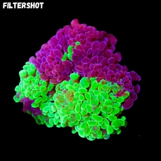 Bild zu MM Fimbriaphyllia (Euphyllia) paraancora 