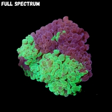 Bild zu MM Fimbriaphyllia (Euphyllia) paraancora 