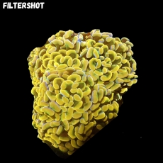 Bild zu MM Fimbriaphyllia (Euphyllia) paraancora 