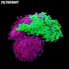 Bild zu MM Fimbriaphyllia (Euphyllia) paraancora 