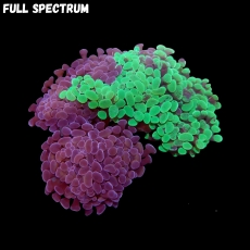 Bild zu MM Fimbriaphyllia (Euphyllia) paraancora 