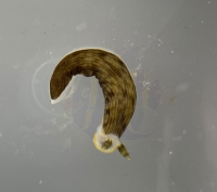 Bild zu Dermatobranchus spp (stolonifer-eating nudibranch)