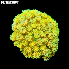 Bild zu MM Goniopora Mastergrade yellow M/L #2337 (Originalfoto)