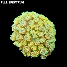 Bild zu MM Goniopora Mastergrade yellow M/L #2337 (Originalfoto)