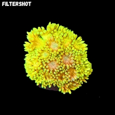 Bild zu MM Goniopora Mastergrade yellow S/M #2258 (Originalfoto)