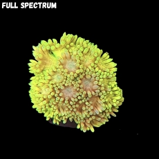 Bild zu MM Goniopora Mastergrade yellow S/M #2258 (Originalfoto)