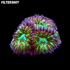 Bild zu MM Blastomussa merleti 