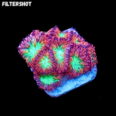 Bild zu MM Blastomussa merleti 