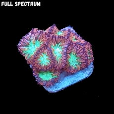 Bild zu MM Blastomussa merleti 