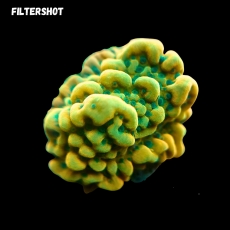 Bild zu MM Montipora 