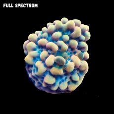 Bild zu MM Montipora 