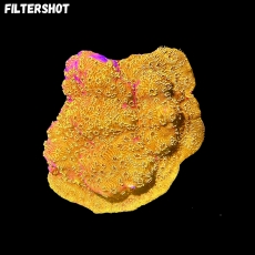 Bild zu MM Golden Pavona Maldivensis Gr. L #2135 (Originalfoto)