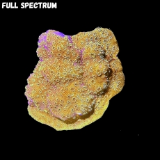 Bild zu MM Golden Pavona Maldivensis Gr. L #2135 (Originalfoto)