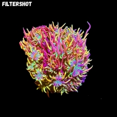 Bild zu MM Galaxea fascicularis 