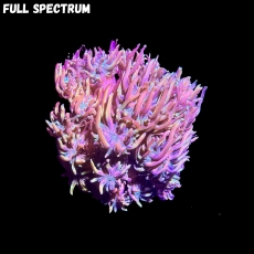 Bild zu MM Galaxea fascicularis 