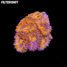 Bild zu MM Micromussa (Acanthastrea) lordhowensis -red-  #2074 (Originalfoto)