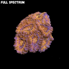 Bild zu MM Micromussa (Acanthastrea) lordhowensis -red-  #2074 (Originalfoto)