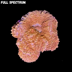 Bild zu Acanthastrea bowerbanki red-orange #2395 (Originalfoto)