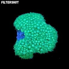 Bild zu MM Bernardpora (Goniopora) stutchburyi #2345 (Originalfoto)