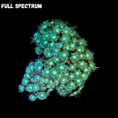 Bild zu MM Bernardpora (Goniopora) stutchburyi #2345 (Originalfoto)