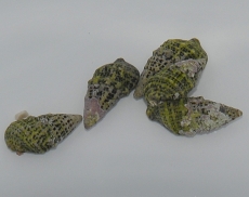 Bild zu Cerithium sp. (Nadelschnecke)