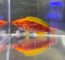 Bild zu Cirrhilabrus lubbocki - Lubbocks Zwerglippfisch (Männchen)