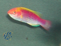 Cirrhilabrus lubbocki - Lubbocks Zwerglippfisch (Männchen)