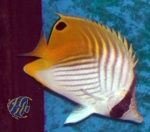 Chaetodon auriga -  Fähnchen - Falterfisch