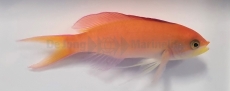 Pseudanthias dispar - Sichel-Fahnenbarsch