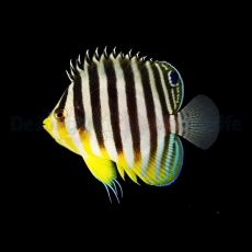 Paracentropyge multifasciata - Zebra-Zwergkaiserfisch