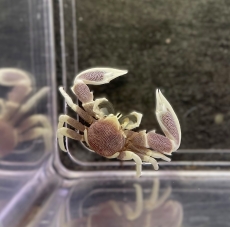 Bild zu Neopetrolisthes oshimai/maculatus- Fleckentupfen-Porzellankrebs
